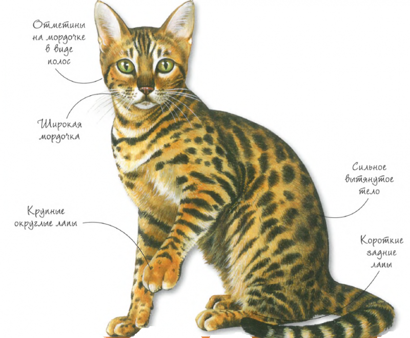 Бенгальская кошка: характер, описание породы и отзывы владельцев