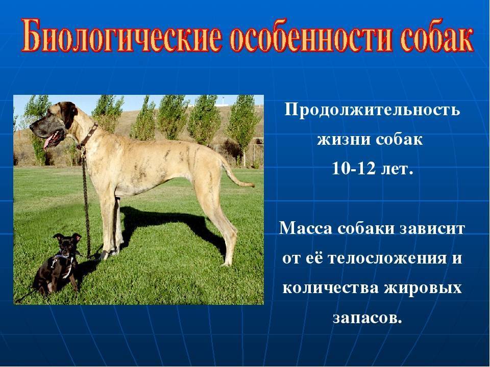 Что влияет на долголетие мопсов: как обеспечить нужный уход для долголетия