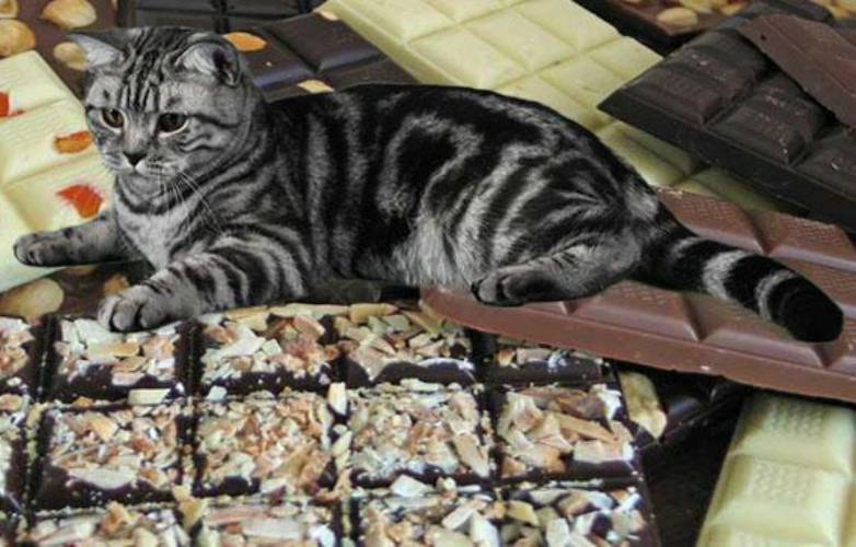 Шоколад для кошек — можно ли давать? - oozoo.ru