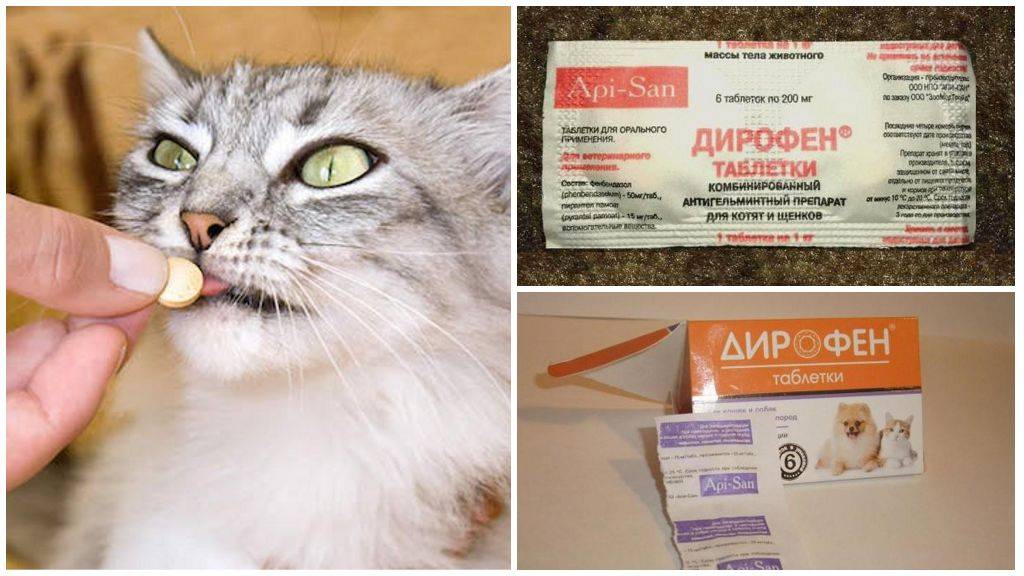 Как дать кошке таблетку от глистов — способы, меры предосторожности