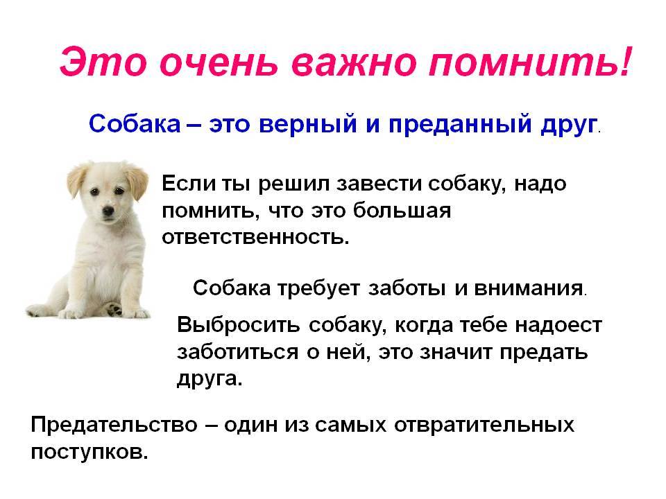 Как правильно дрессировать собаку самому | блог ветклиники "беланта"