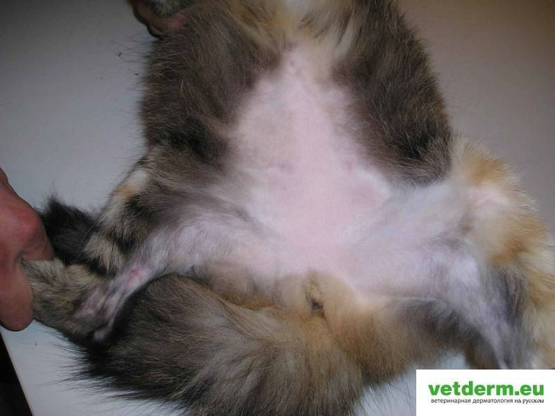 Дерматит у кошки: причины появления, виды, лечение