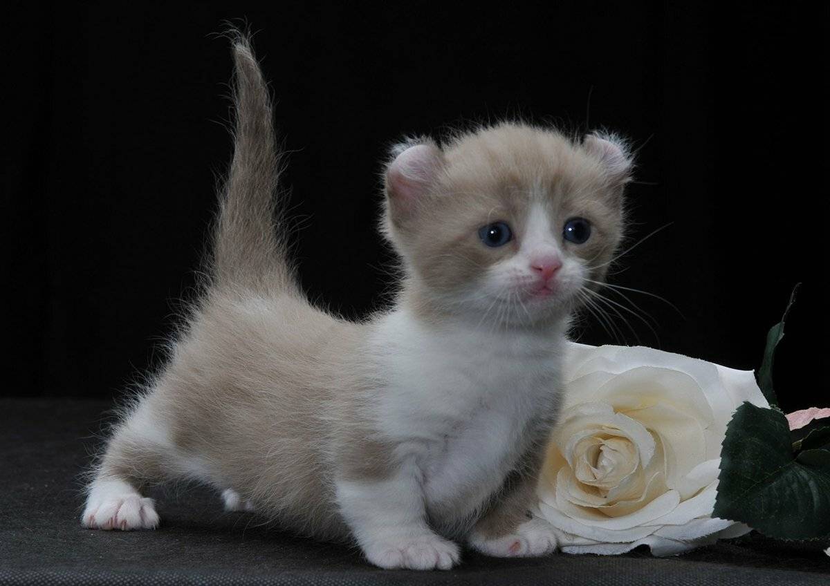 Карликовые кошки: названия, описание с фото кошечек самых маленьких пород
