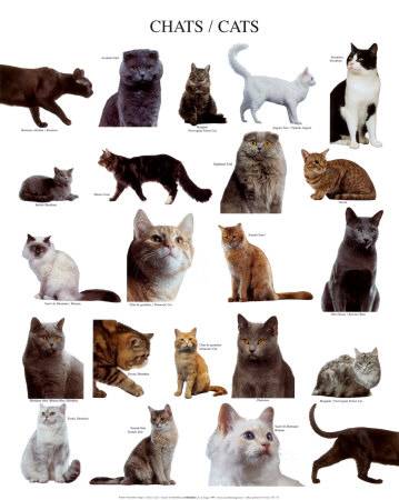 Как определить породу кошек? 29 фото как узнать породу кота по внешним признакам? определяем породистость котенка по фотографии. другие способы