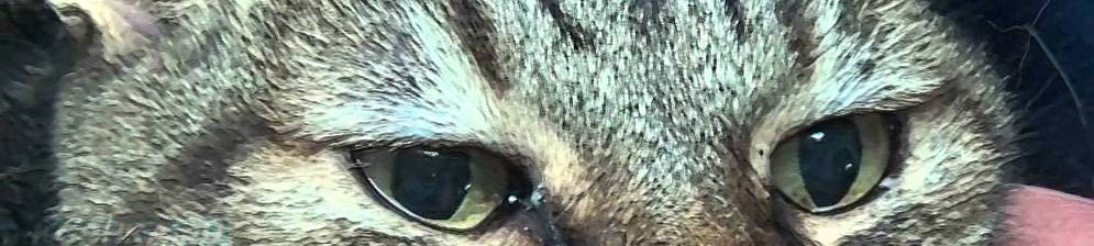 У кошки слезится один глаз и щурится: что делать, красный глаз, выделения