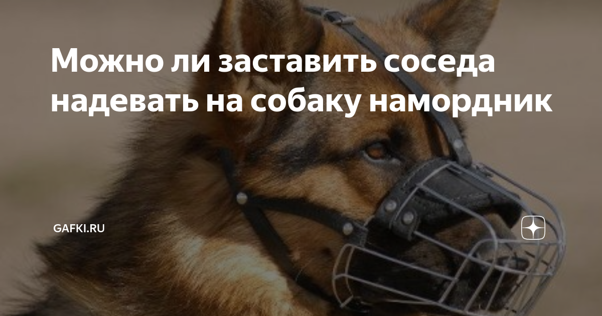 Как приучить собаку к наморднику - dogtricks.ru