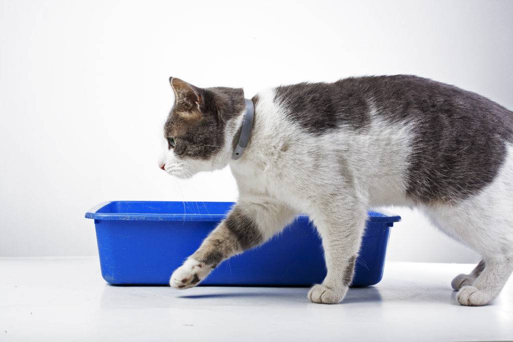 Что делать, если кошка ходит в туалет мимо лотка?
