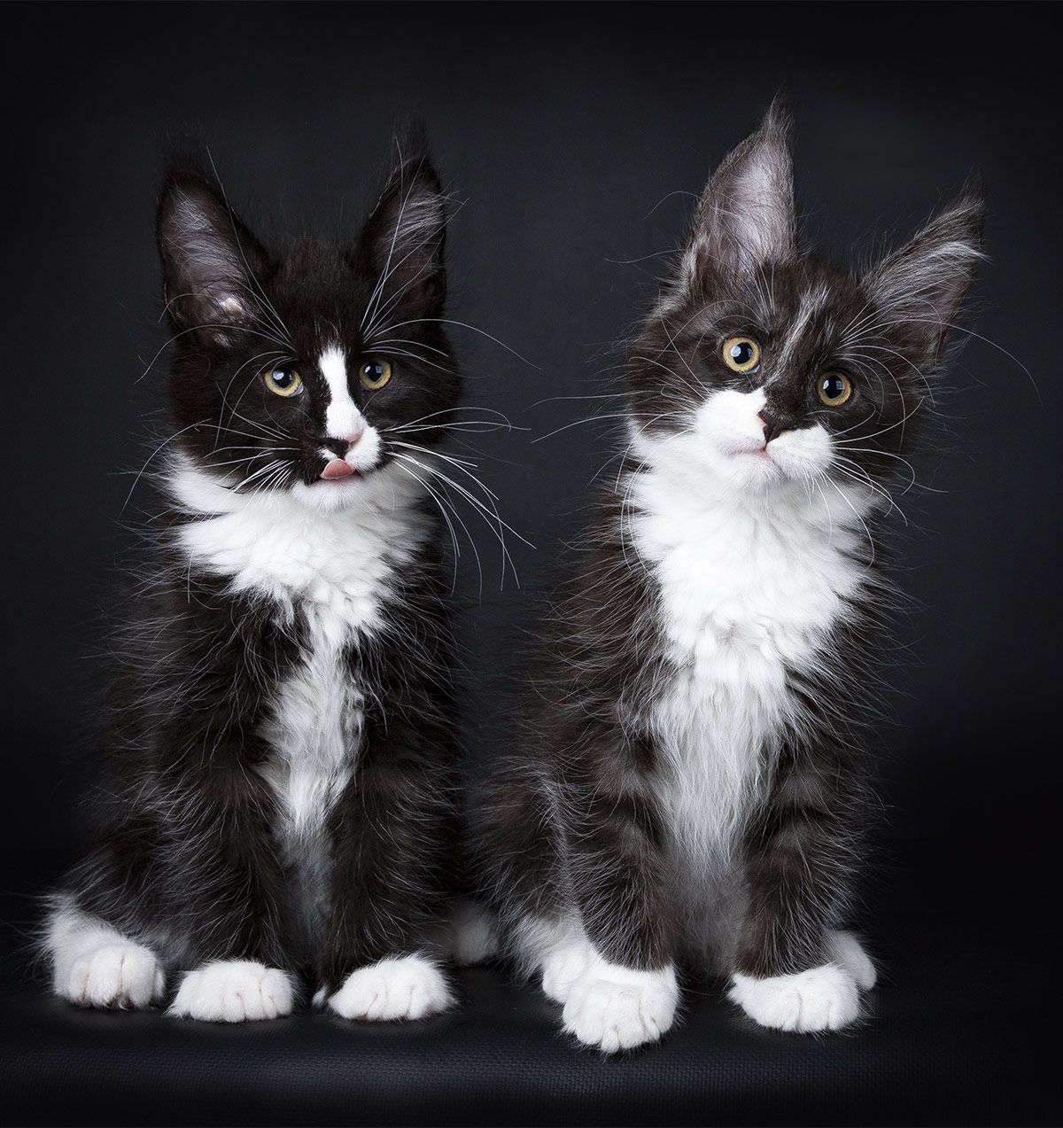 Окрасы мейн-кунов с фото, черный, черепаховый, белый, голубой, мраморный | кошки - кто они?