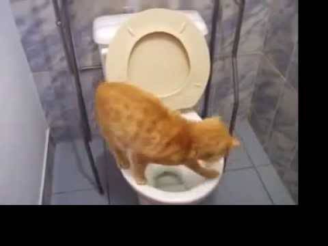 Когда котята начинают есть сами и ходить в туалет по-большому и по-маленькому самостоятельно?