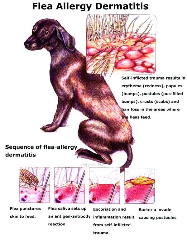 Дерматит у собак: разновидности и лечение