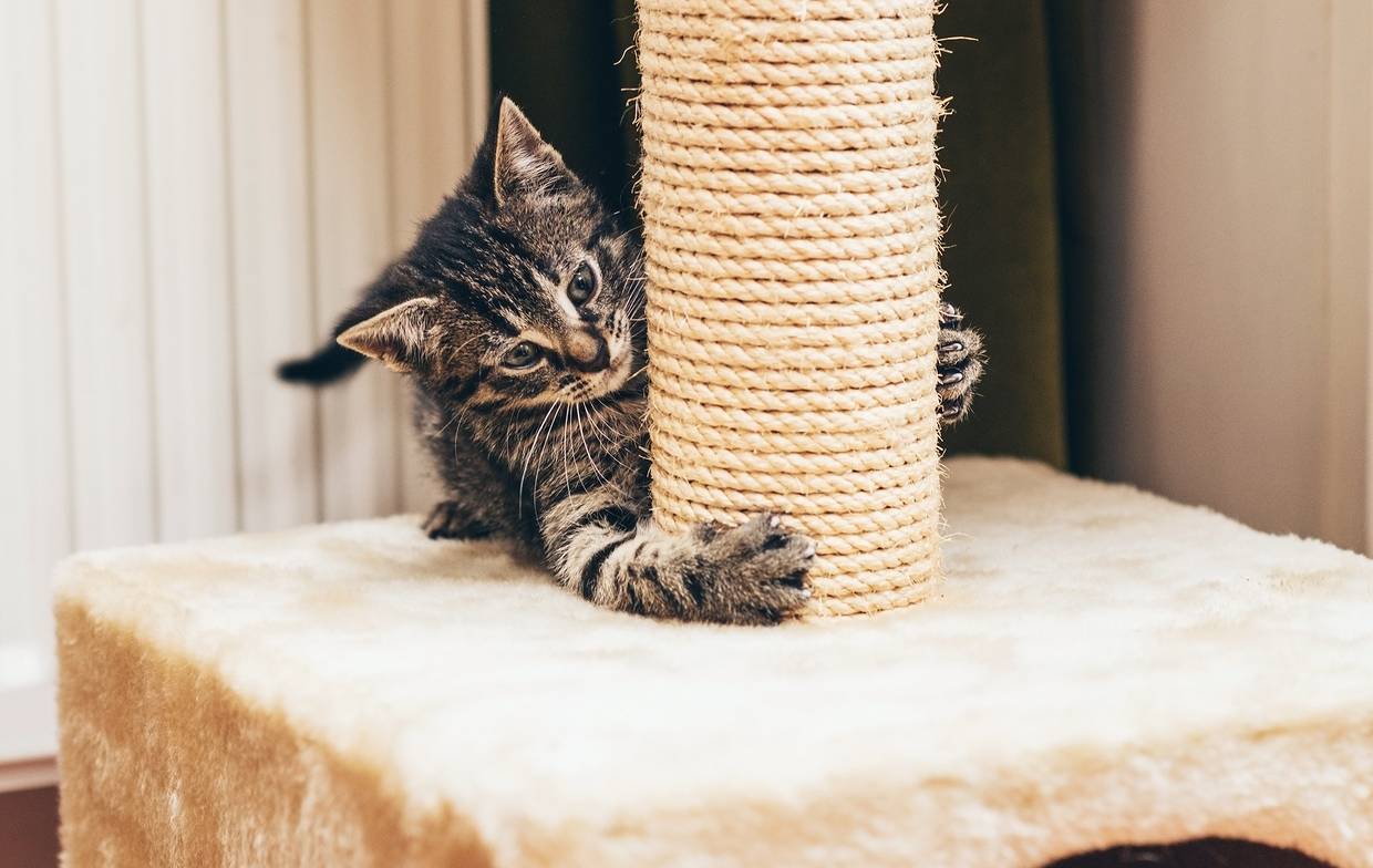 Как отучить кота или кошку драть обои и мебель — работающие способы