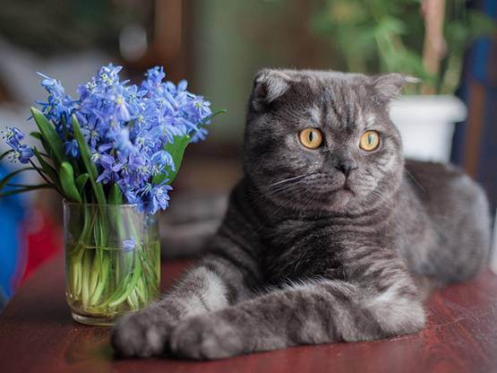 Частые болезни домашней кошки: симптомы и лечение