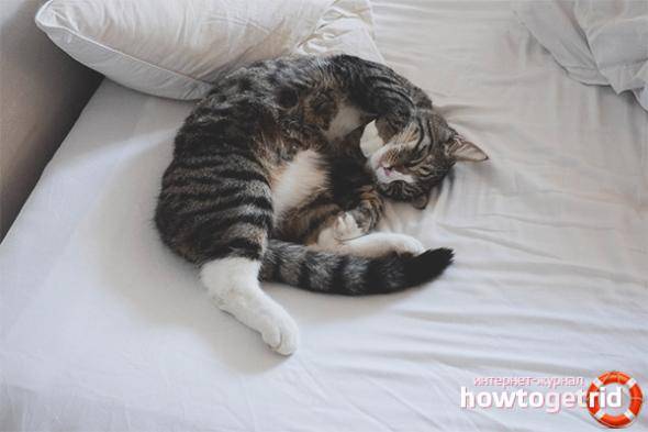 Почему кот храпит во сне и дёргает лапками. кот дергается во сне: почему и что делать? у котенка во сне дергаются лапки