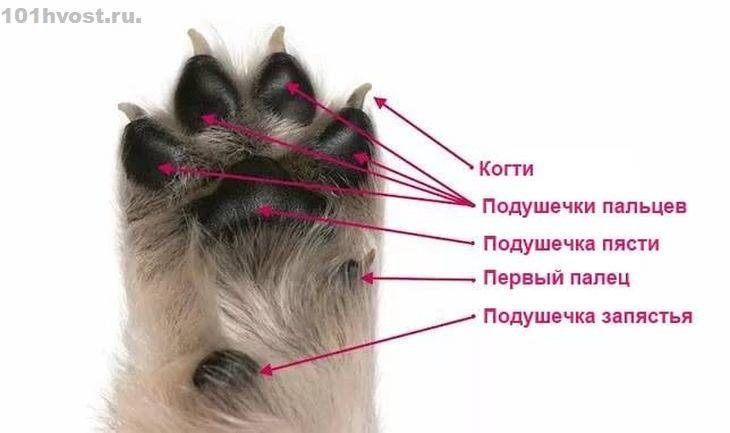 Сколько у кошек пальцев: норма и полидактилия :: syl.ru