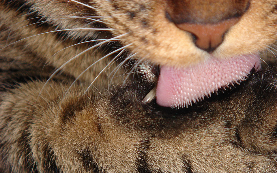 Почему у кошек шершавый язык: фото кошачьего язычка под микроскопом