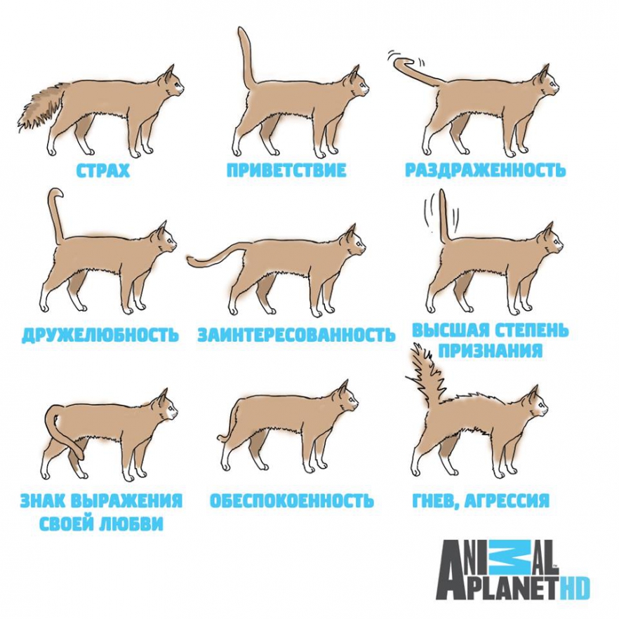 Что такое синдром гиперестезии кошек?