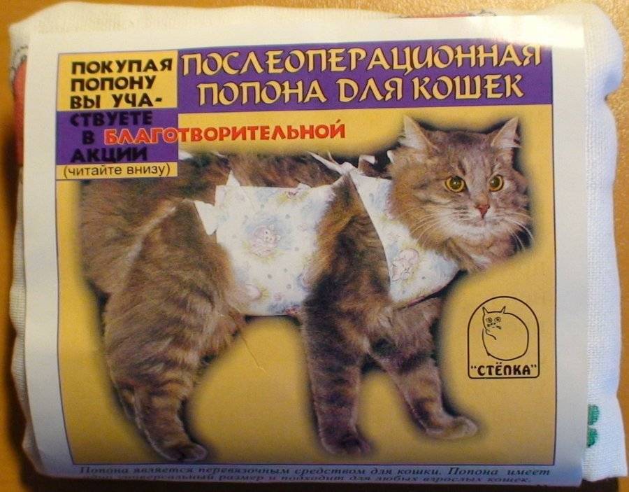 Как сделать выбор сухого корма для собак и кошек, корм для котёнка — первый выбор