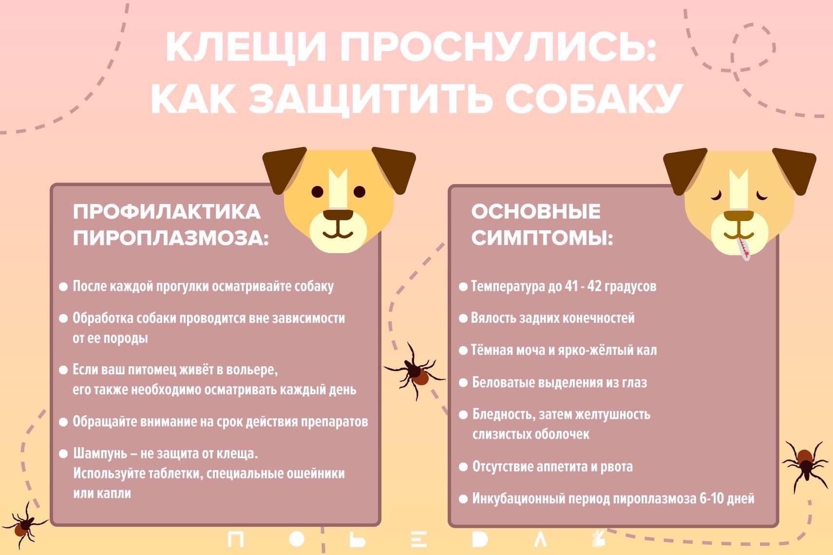 Болеют ли кошки пироплазмозом: описание симптомов, методы лечения