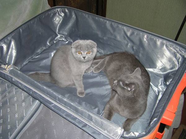 Роды кошки