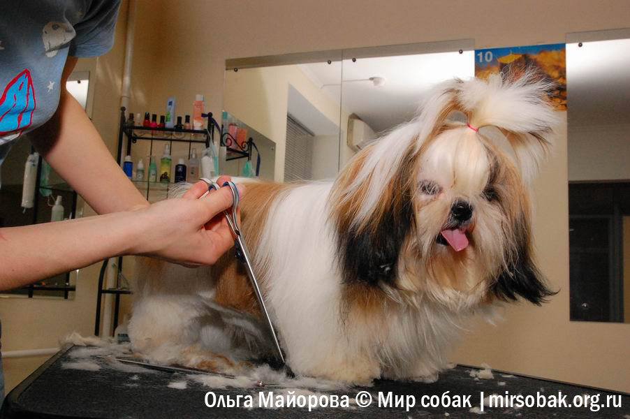 Назначение усов для собак: каким породам можно обрезать усы, почему они выпадают