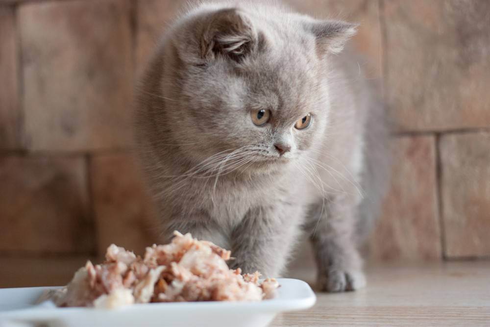 Что едят и чем лучше кормить шотландских кошек-подбираем рацион питания для котят и взрослых