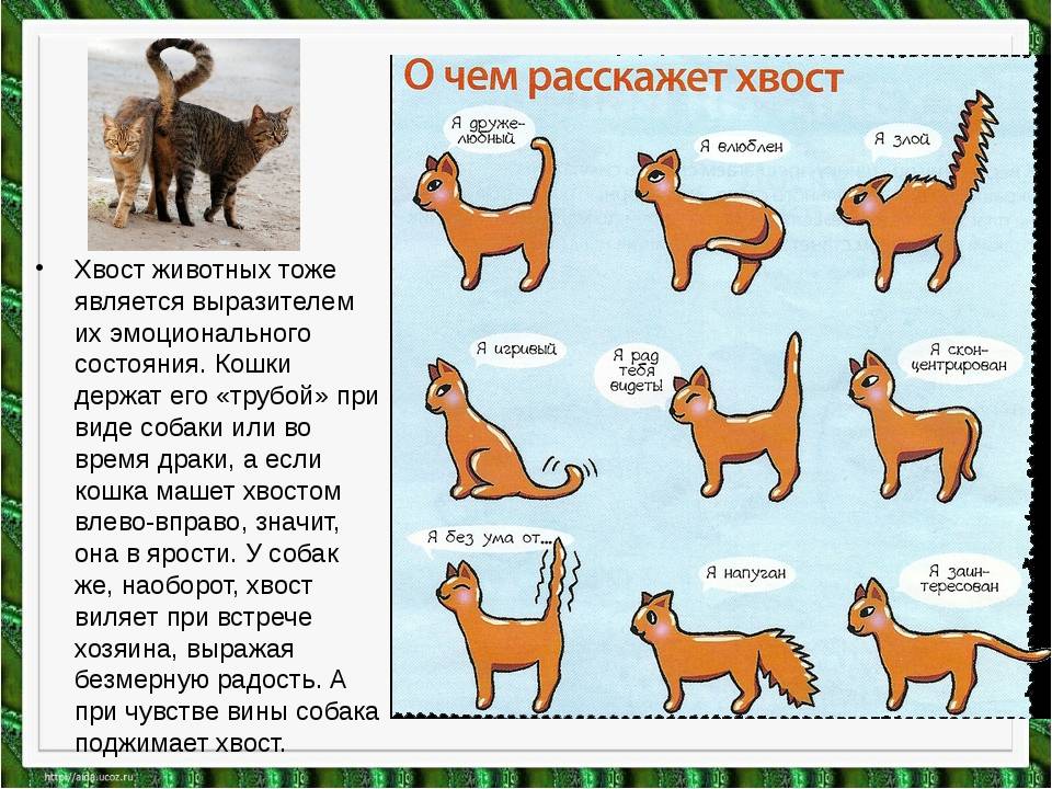 Язык кошек и как понимать своего кота