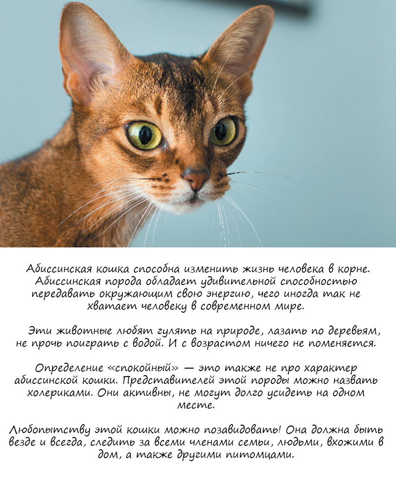 Абиссинская кошка: виды окрасов и стоимость породы