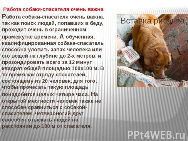 10 примеров героического спасения животными человека — горячие новости мира neolo.ru