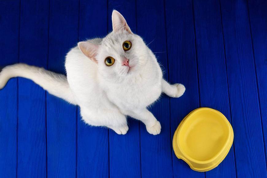 Аллергия на кошек – в чем кроется настоящая причина, и что делать?
