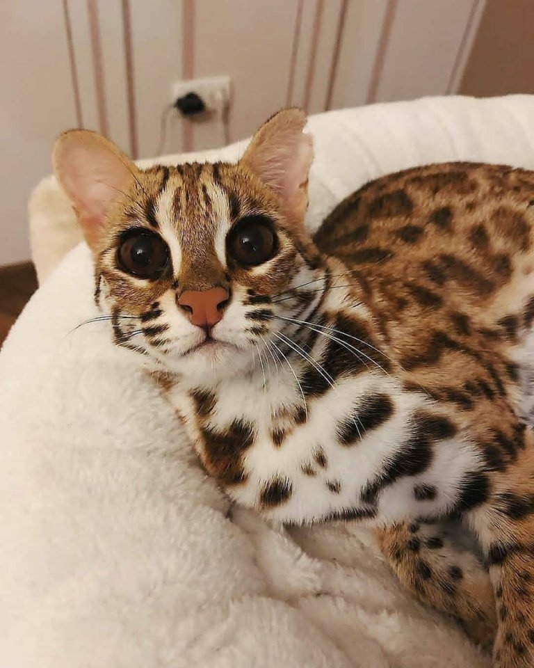 Как называется порода кошек похожих на леопарда?