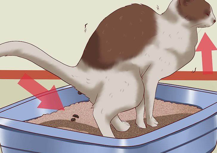 Почему кошка какая с кровью. кровь в кале у кота: причины и возможные способы лечения