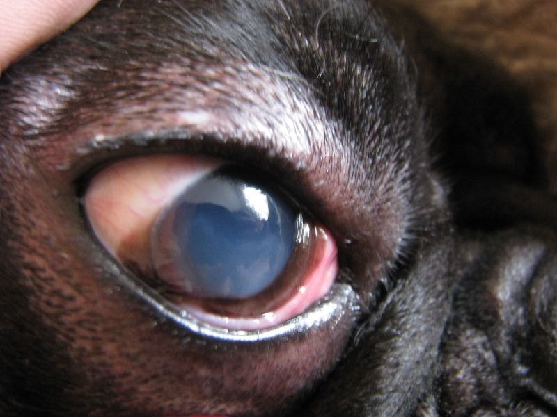 Пленка на глазах у кошек: причины, лечение, профилактика