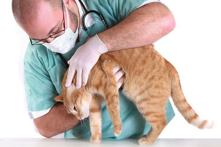 Больные суставы у кошек лечение