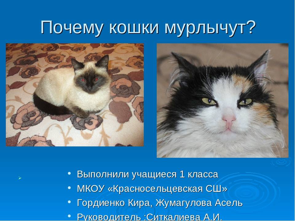 Почему коты и кошки мурлыкают? | блог ветклиники "беланта"