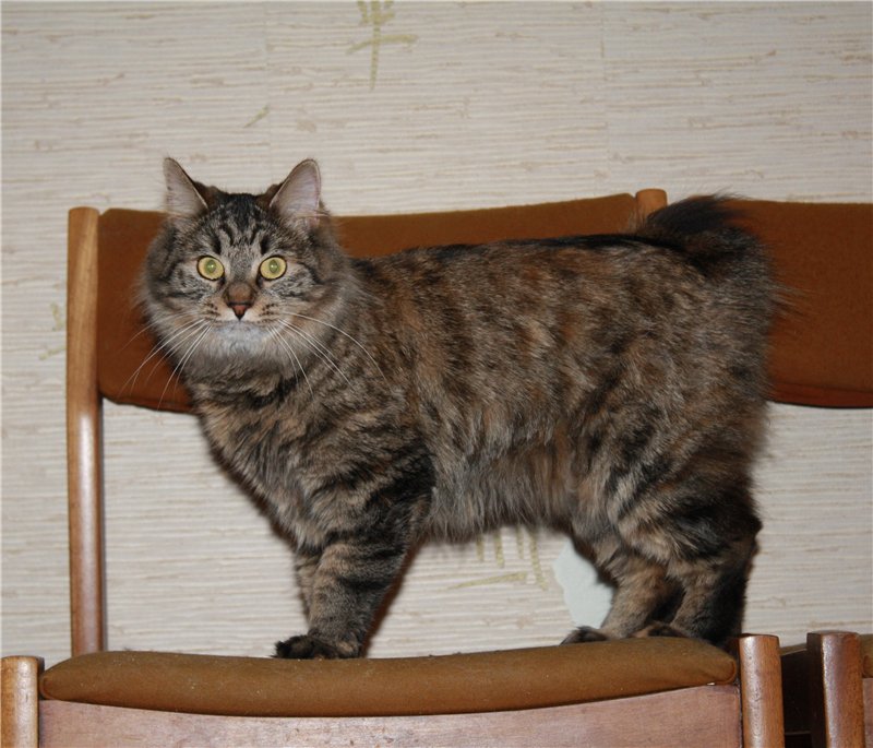 Карельский бобтейл - описание породы и характер кошки