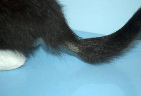 Ушиб хвоста у кошки симптомы и лечение