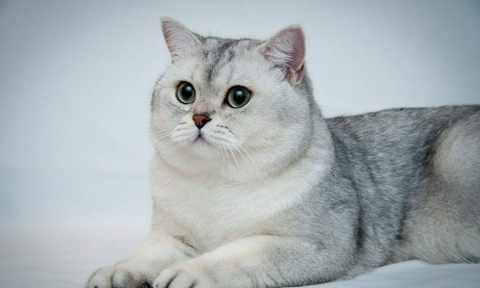 Характеристика породы кошки серебристая шиншилла