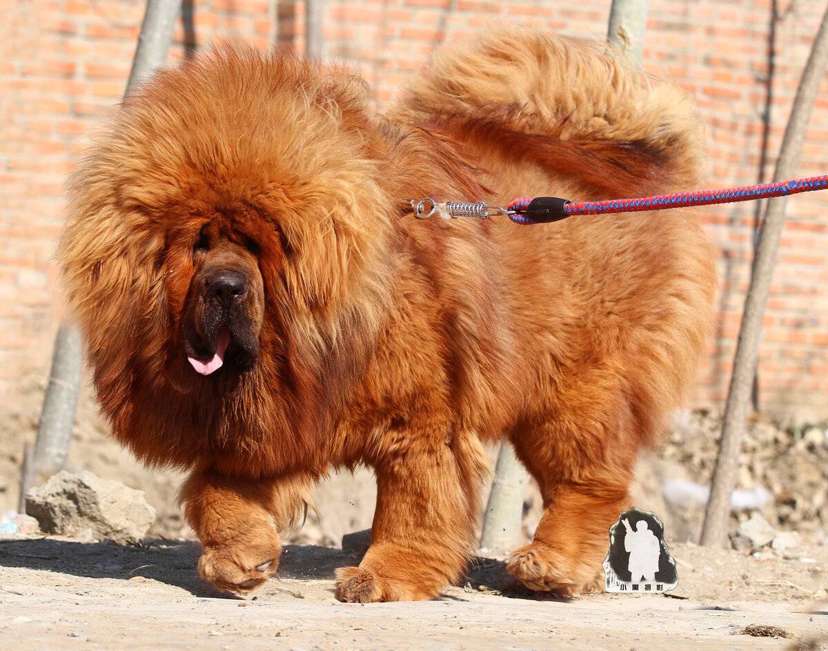 Самые дорогие собаки (39 фото): названия дорогих больших и маленьких пород собак в мире и в россии