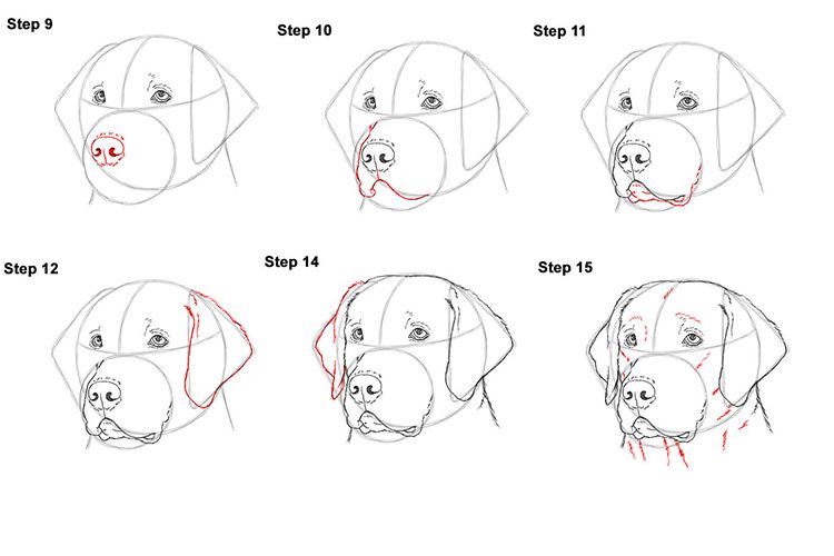Как нарисовать собаку поэтапно карандашом (54 фото) - легкие мастер-классы для начинающих