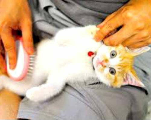 Как правильно вычесывать кошку - советы ветеринаров