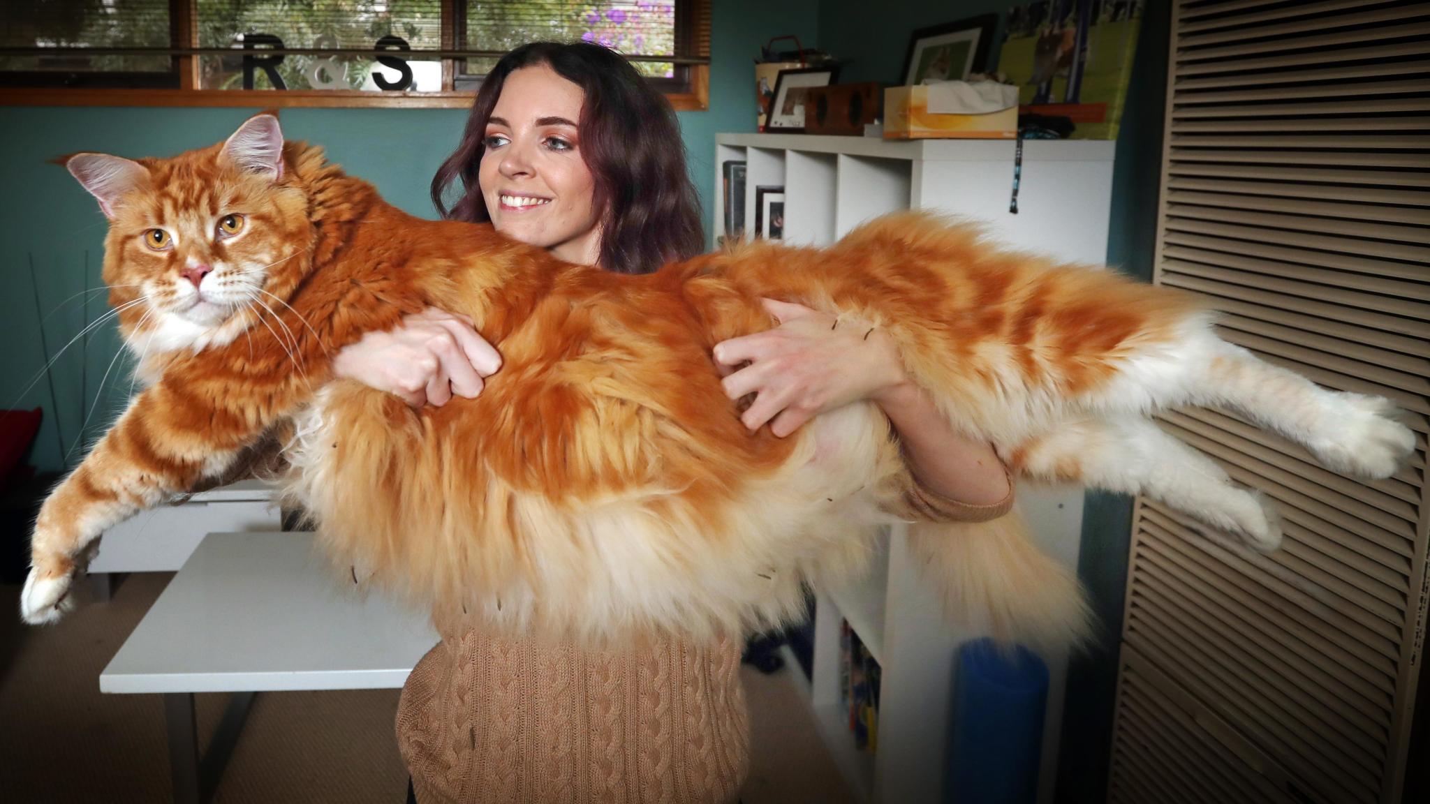 Самая большая порода кошек в мире: описание, фото, рейтинг