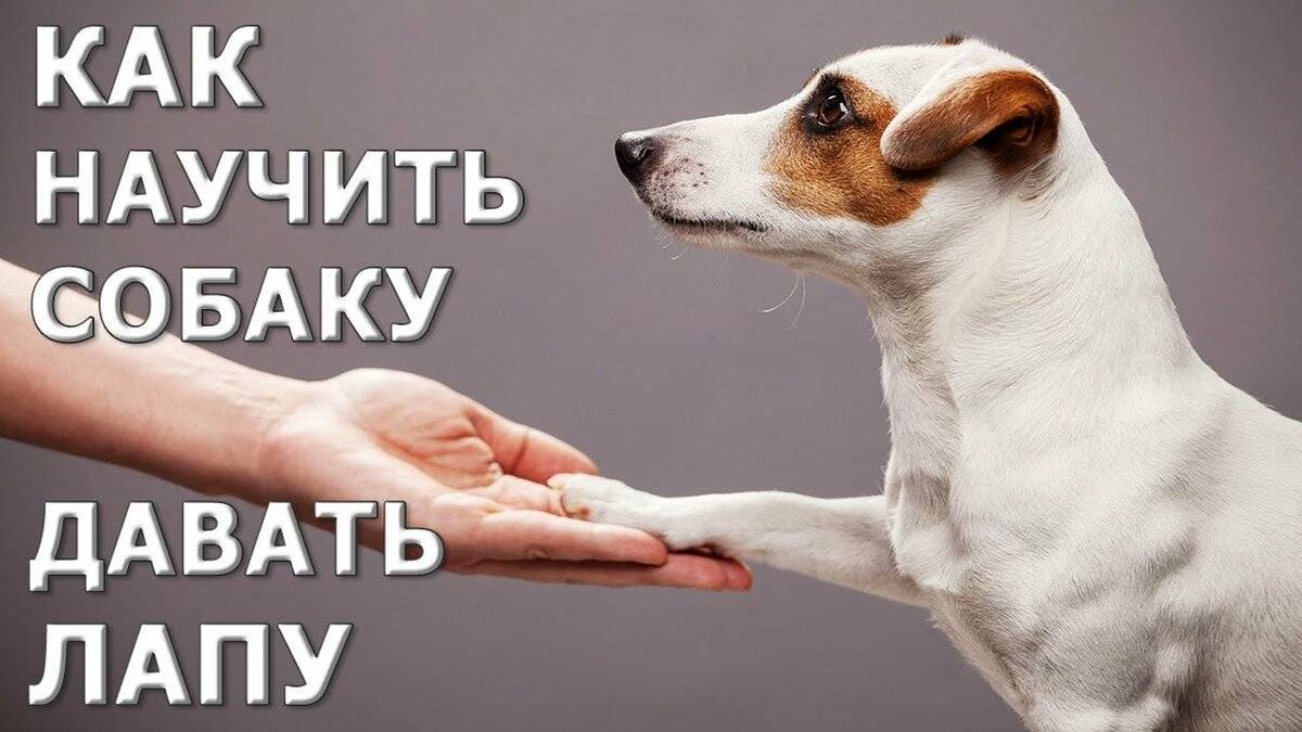 ᐉ как научить собаку давать лапу - ➡ motildazoo.ru