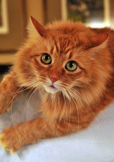 Самые яркие породы рыжих кошек — описание, характер, фото