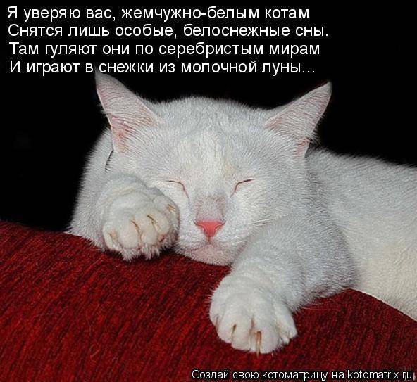 Сонник большой серый кот. к чему снится большой серый кот видеть во сне - сонник дома солнца