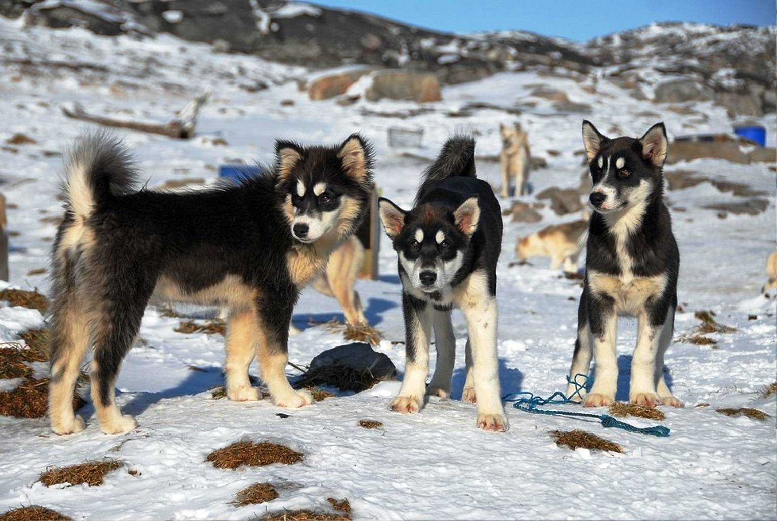 ᐉ описание породы гренландская собака - ➡ motildazoo.ru