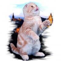 Скоттиш фолд – кошка с «детским выражением» мордочки