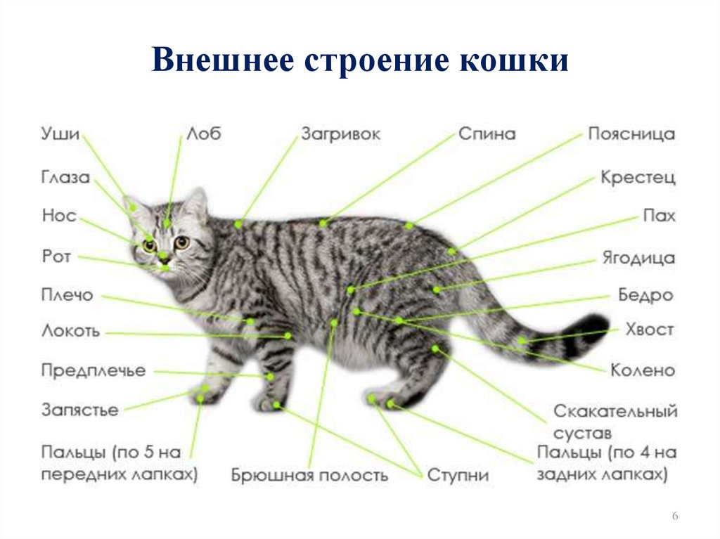 Где находится холка у кошки – особенности строения и использования этой части тела животного