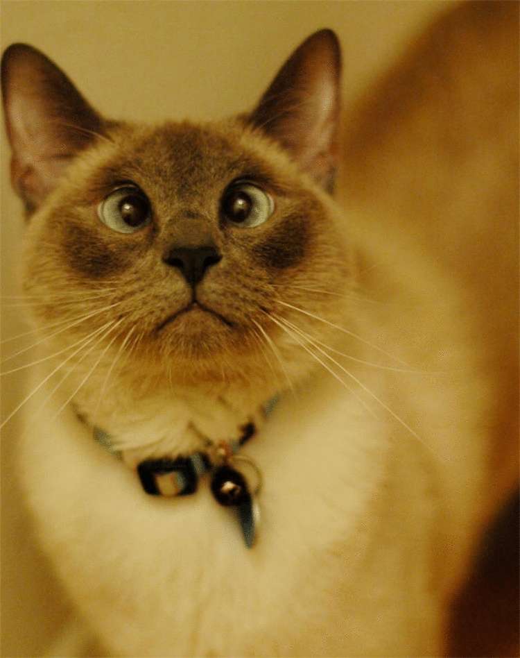 Косоглазые коты: породы, почему так бывает, знаменитые, 35 фото