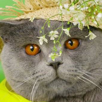Глаза британских кошек. цвет глаз у британских котят