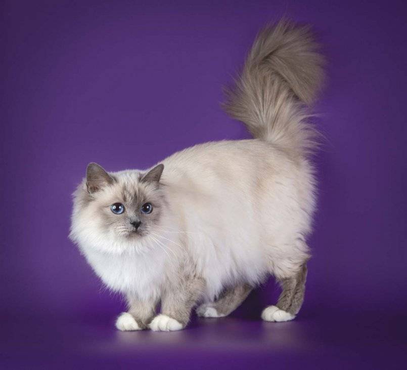 Британская длинношерстная кошка: описание породы и характера